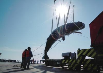 两头抹香鲸情人节搁浅引发想象 被证实均是雄性