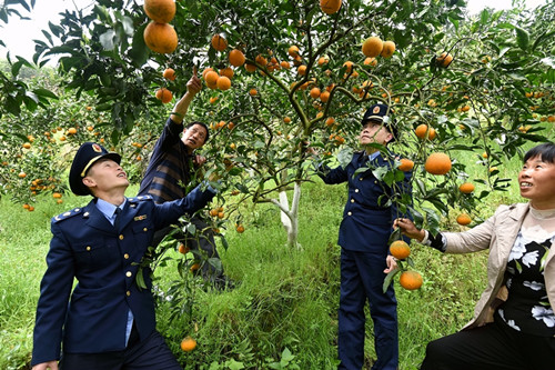 工商人员看挂果柑橘.JPG