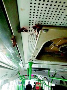 楚天都市报讯（记者姚德春）昨日，一组反映武汉413路公汽车厢顶部长出蘑菇的照片，在网上疯传。无独有偶，市民曹女士反映，她乘坐719路双层巴士时，在车厢座位底下也看见了成片的蘑菇，并戏称“公交车内养分充足”。