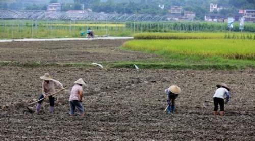 中科协：中国产粮连增但还得进口因大量粮食在仓库