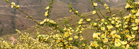 IMG_4397石岭开石花 (1).jpg