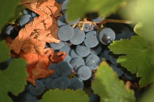 新葡萄产区不断涌现，古老葡萄品种复兴