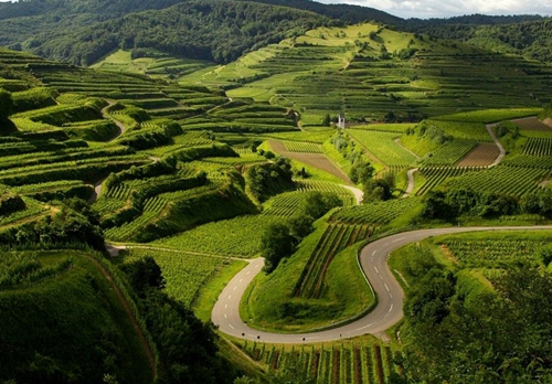 新葡萄产区不断涌现，古老葡萄品种复兴