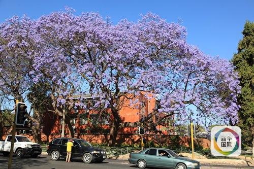 中国向非洲卖人肉？看赞比亚小报是如何造谣的