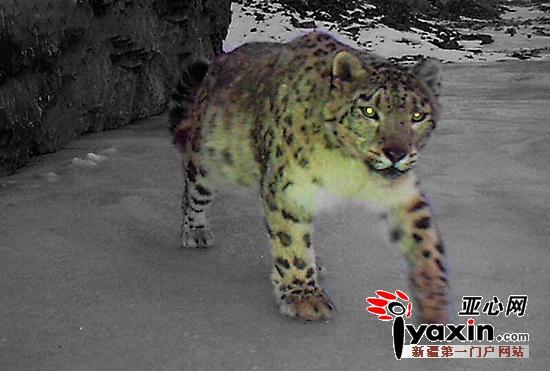 乌鲁木齐周边拍摄到20只以上雪豹
