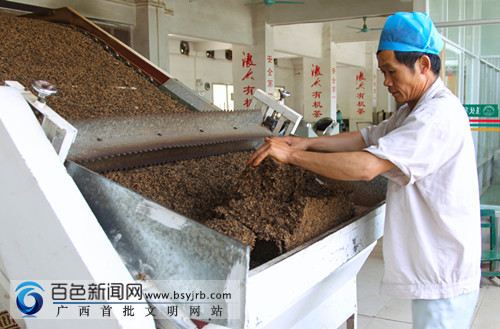 凌云夏茶产量高 茶农采摘加工忙