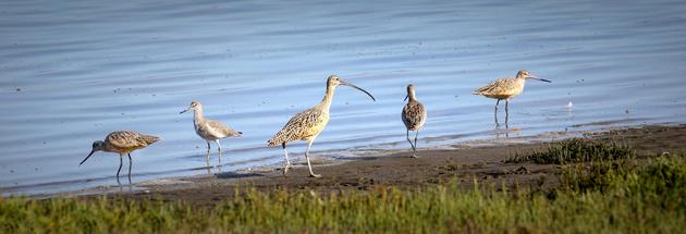 现生滨鸟类聚集在湖畔 摄影 Beedie Savage