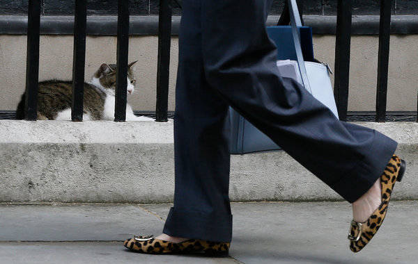 2016年7月14日报道，英国内政大臣特雷莎·梅11日当选保守党党魁后，首相戴维·卡梅伦宣布定于13日辞职卸任，不过，在他任内进驻唐宁街10号的虎斑猫“拉里”将继续担任“首席捕鼠官”。按照首相府一名发言人的说法，“拉里”属于公务员编制，不属于卡梅伦一家，它会在特雷莎·梅搬进来后继续待在这里。图为英国新任首相特丽莎·梅本周二到伦敦唐宁街10号参加内阁会议时，从猫咪拉里旁边经过。