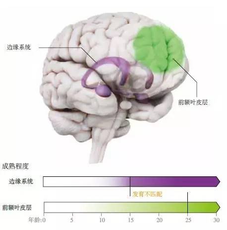 与儿童或成人相比，青少年从事危险行为的可能性更大，部分是由于大脑两大区域之间发育的不匹配。负责驱动情绪的边缘系统(紫色)充满激素，从青春期(通常始于9到12岁)开始加速发育，并在接下来的数年内逐渐成熟。而负责抑制冲动的前额叶皮层(绿色)，要到十多年后才能完全发育成熟，因此，出现了一个过渡性的不平衡期。