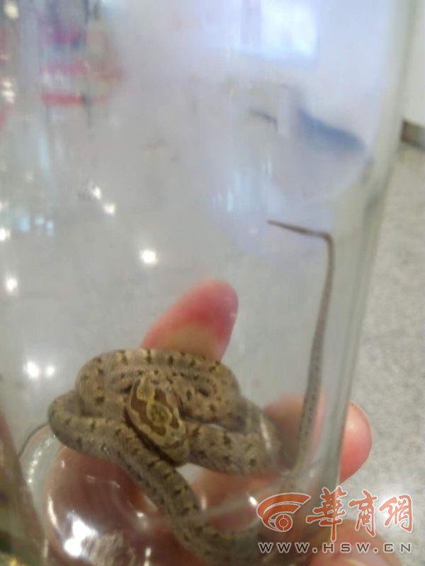 西安一航班上发现活体蛇 藏在毛毯袋中