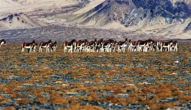 极致诱惑——阿尔金山