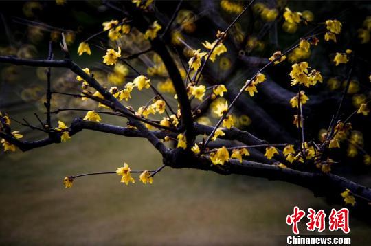 南京钟山风景区内，蜡梅和梅花“双梅斗艳”，美不胜收。梅宁 摄