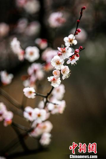 往年二月才开的梅花，今年早早就含苞待放，吐露芬芳。梅宁 摄