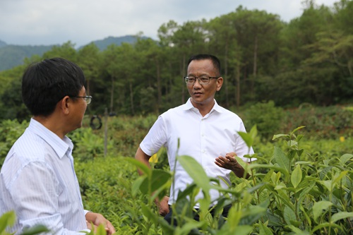 普洱市委书记卫星（图右）在生态茶园调研