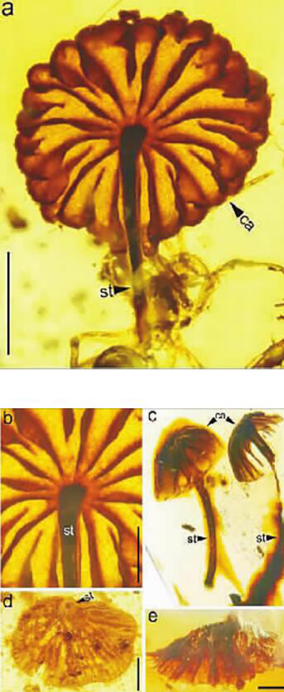 科学家发现迄今最古老蘑菇化石