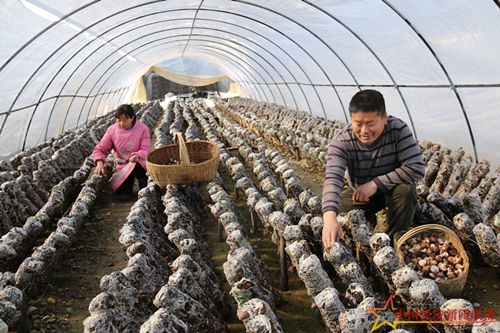 贫困户在承包的大棚里采摘香菇.JPG