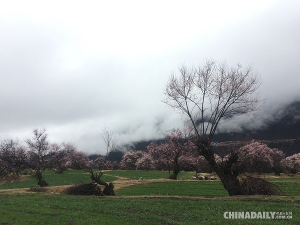 人间四月芳菲尽 谷中桃花始盛开