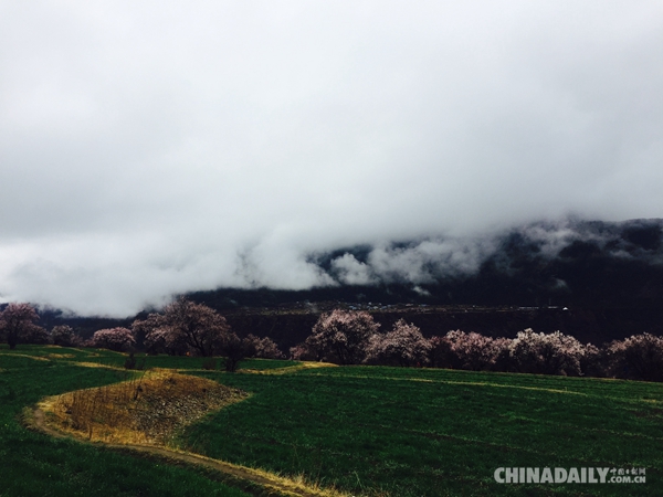 人间四月芳菲尽 谷中桃花始盛开