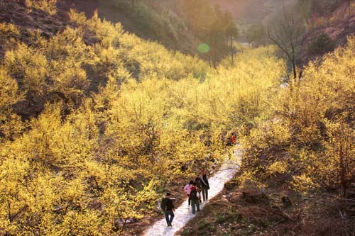 “中国山茱萸之乡”陕西佛坪 吴燕峰摄.jpg