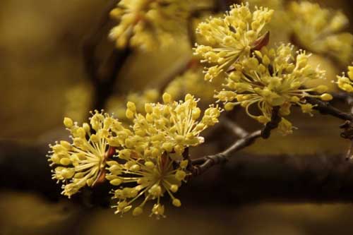 山茱萸花儿 吴燕峰摄.jpg