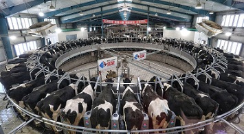 全自动挤奶车间