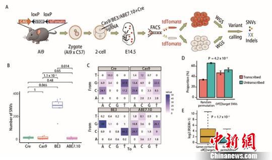 GOTI技术的实验流程及主要结果。中国科学院科技摄影联盟 供图