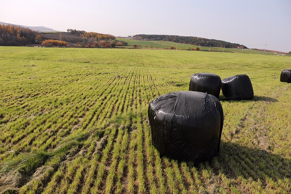 01组照：牧场秋色-魏景春 (1).jpg
