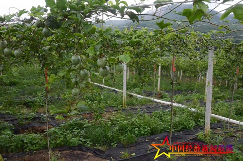 参观抱班村产业扶贫基地百香果园。 (2).jpg