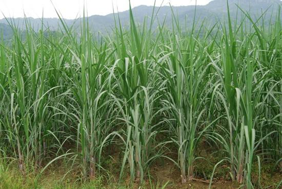 来宾甘蔗.jpg
