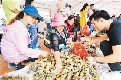 6月7日，广西靖西市传统端午药市在靖西市城区举行，当地群众及靖西周边县市的药农纷纷将自采自种的草药拿到药市出售，药材交易尤为活跃。图为群众在选购药材。 赵京武摄（人民视觉）