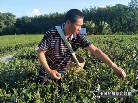白沙农场公司帮扶人符文庆在茶园采摘青茶(1).jpg