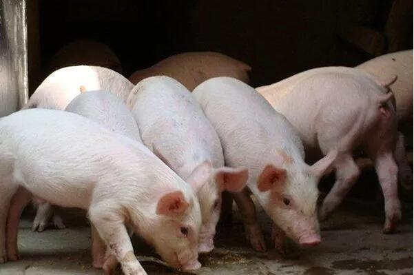 多部门发文力保生猪生产