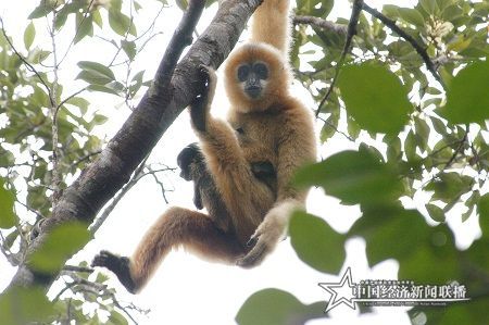 海南长臂猿1.jpg