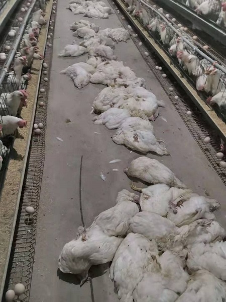 1 - 副本 - 副本 - 副本.jpg