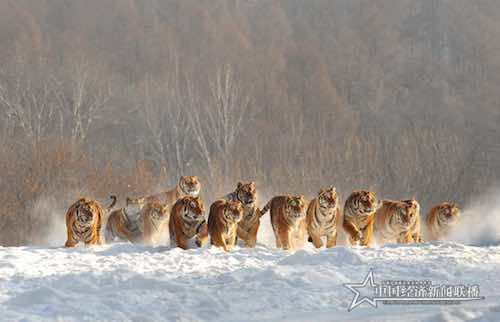 群虎作品-刘长青摄影 (5).jpg