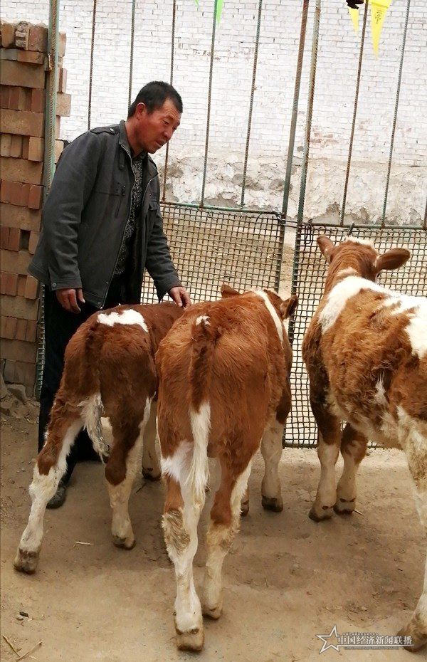 杜有权在细心照料他的牛。王艳摄.jpg