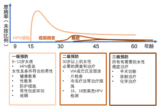 图5。  宫颈癌的三级预防。HPV感染高峰期发生于性活跃期，大多数感染被自发清除，部分感染后三到五年后造成病变，病变持续恶化可能会导致宫颈癌。疫苗注射和病理筛查是预防宫颈癌的重要手段，应当通过检测发现癌前病变或早期宫颈癌，并及时治疗。（作者制图，参考WHO资料）
