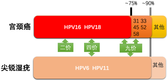 图8。 HPV疫苗及其预防疾病种类和比例