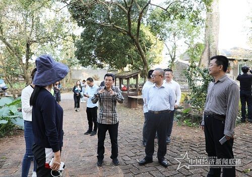 石斛4 - 副本.jpg