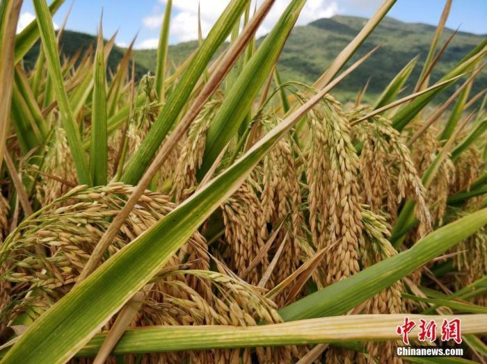 水稻资料图。a target='_blank' href='http://www.chinanews.com/'中新社/a记者 王晓斌 摄
水稻资料图。a target='_blank' href='http://www.chinanews.com/'中新社/a记者 王晓斌 摄
