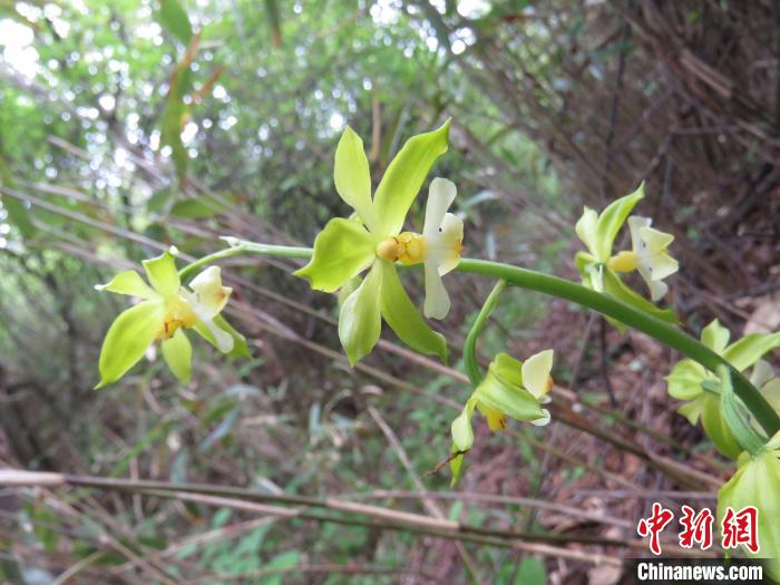 图为“巫溪虾脊兰”。受访单位供图 摄 图为“巫溪虾脊兰”。受访单位供图 摄