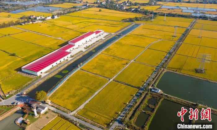 旧馆镇星光数字粮油示范基地 沈勇强 摄