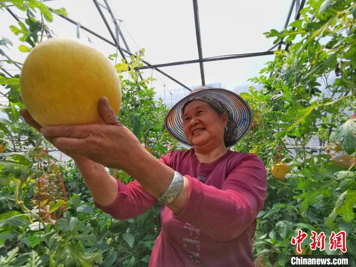 村民正在大棚内采摘吊挂。受访单位供图