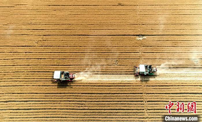 资料图：2020年山东小麦丰收现场。陈鹏 摄