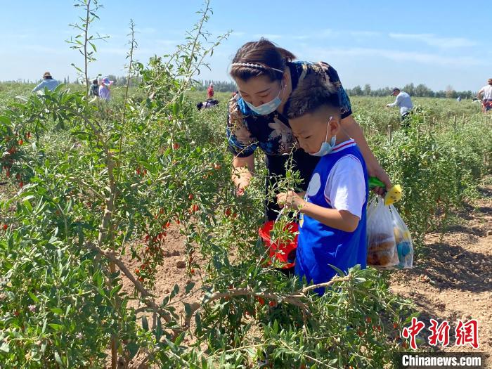游客采摘鲜枸杞。石嘴山市委宣传部供图