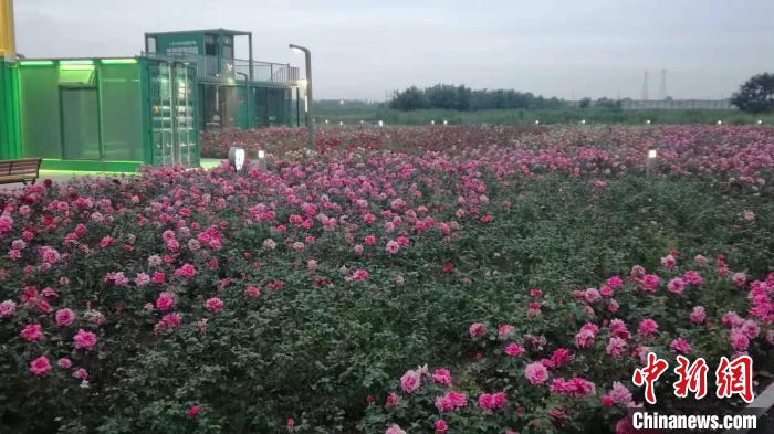 玫瑰花海。沈阳市和平区供图 玫瑰花海。沈阳市和平区供图