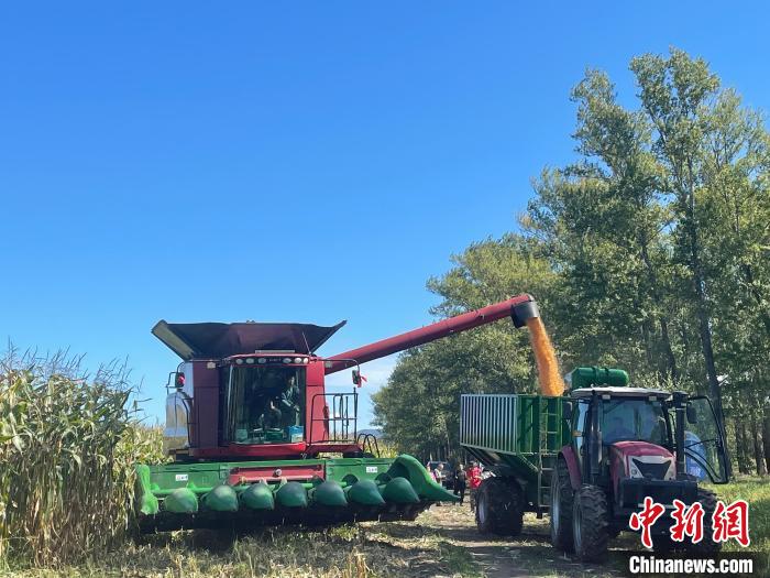 联合收割机正在作业。刘文文 摄