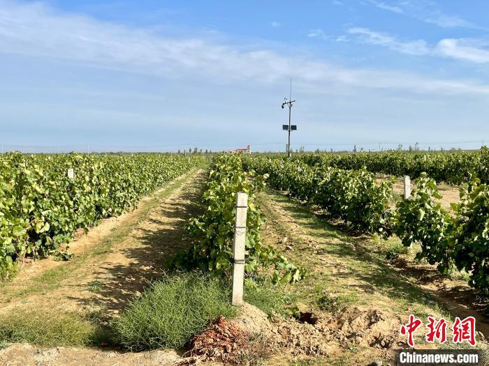 贺兰山东麓产区葡萄园。石羽佳 摄