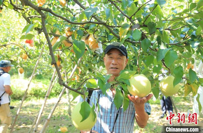 云和雪梨 刘海波 摄
