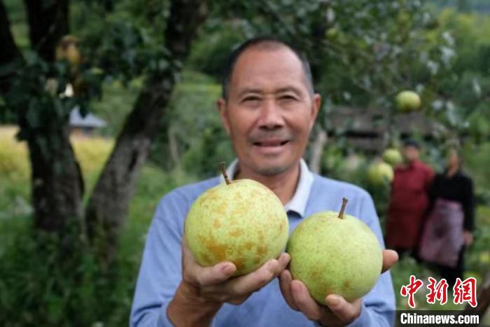 云和雪梨 刘海波 摄